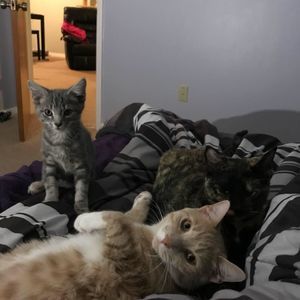 Meet your Posher, Everton